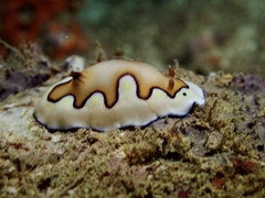 Goniobranchus coi