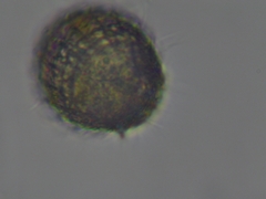Colepidae