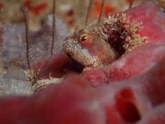 Blenniidae