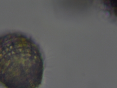 Colepidae