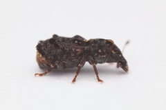 Pleosporius bullatus