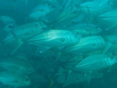 Caranx
