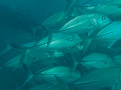 Caranx