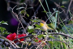 Basileuterus rufifrons