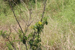 Stigmaphyllon emarginatum