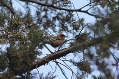 Peucedramus taeniatus