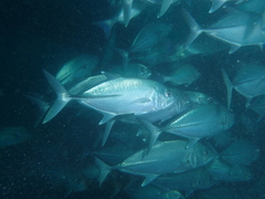 Caranx