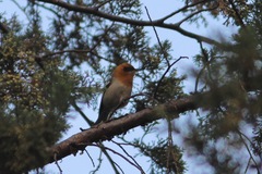 Peucedramus taeniatus