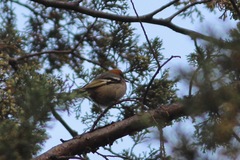 Peucedramus taeniatus