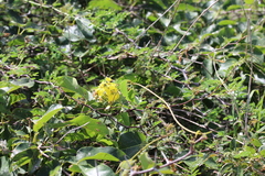 Stigmaphyllon emarginatum