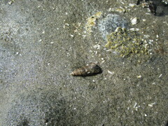 Zeacumantus lutulentus