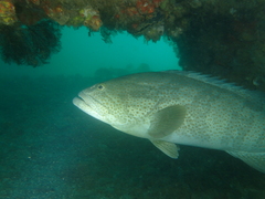 Epinephelus coioides