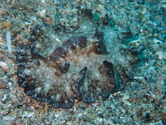 Discodoris boholiensis