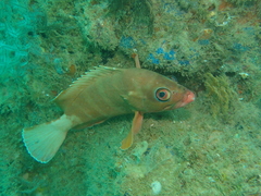 Epinephelus fasciatus