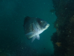 Plectorhinchus gibbosus