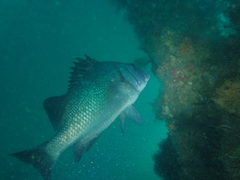 Plectorhinchus gibbosus