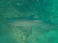 Carcharias taurus