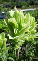 Castilleja occidentalis