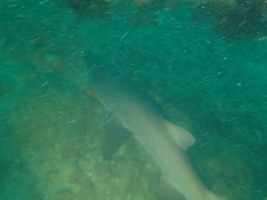 Carcharias taurus