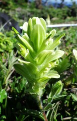 Castilleja occidentalis