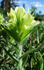 Castilleja occidentalis