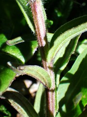 Castilleja occidentalis