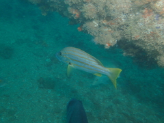 Lutjanus carponotatus