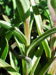 Castilleja occidentalis