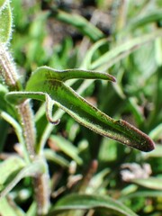 Castilleja occidentalis