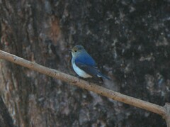 Ficedula superciliaris