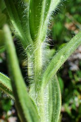 Castilleja occidentalis