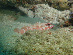 Epinephelus fasciatus