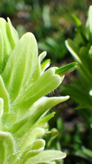 Castilleja occidentalis