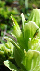 Castilleja occidentalis