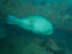 Choerodon schoenleinii