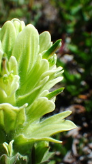Castilleja occidentalis