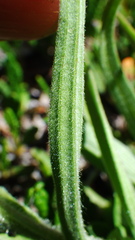 Castilleja occidentalis