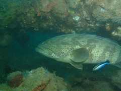 Epinephelus coioides