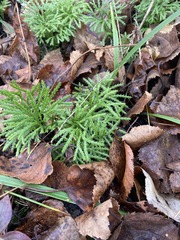 Diphasiastrum complanatum