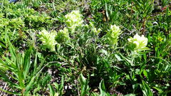 Castilleja occidentalis