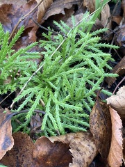 Diphasiastrum complanatum