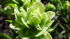 Castilleja occidentalis