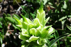 Castilleja occidentalis