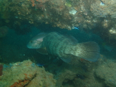 Epinephelus coioides