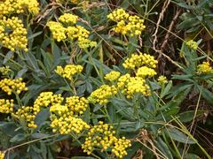 Senecio linearifolius