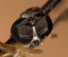 Beameromyia