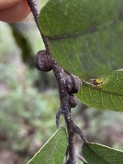 Disholandricus chrysolepidis