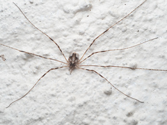Leptobunus parvulus