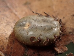 Dermacentor occidentalis