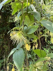 Clematis leschenaultiana